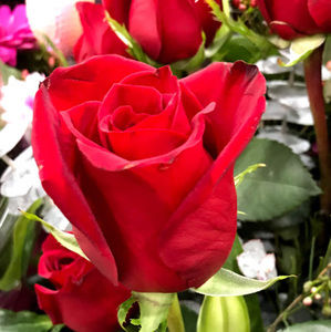 Meet your Posher, Wendy